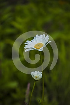 Macro of blooming beautiful white daisy flowers