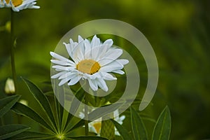 Macro of blooming beautiful white daisy flowers