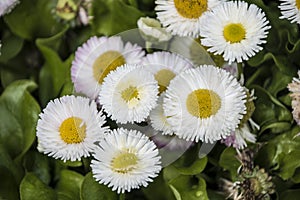 Macro of blooming beautiful white daisy flowers