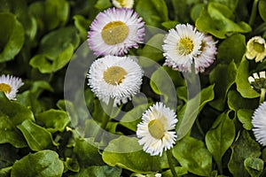 Macro of blooming beautiful white daisy flowers