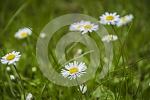 Macro of blooming beautiful white daisy flowers