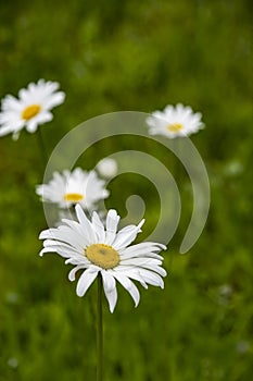 Macro of blooming beautiful white daisy flowers