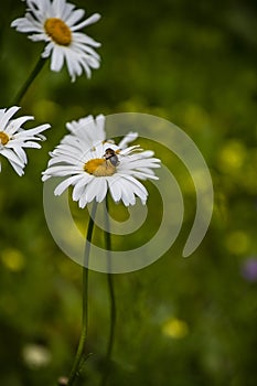 Macro of blooming beautiful white daisy flowers with bee