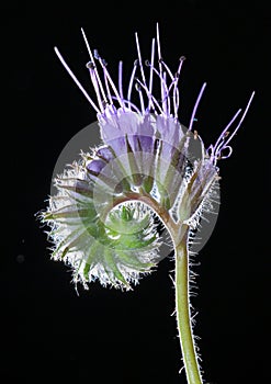 Macro blooming flower