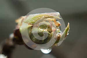 Macro of blooming fruit tree bud leaf and rain drop on it.