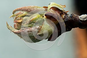 Macro of blooming fruit tree bud leaf and rain drop on it.