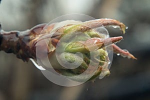 Macro of blooming fruit tree bud leaf and rain drop on it.
