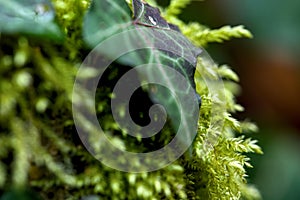 Macro of blooming moola, moss in a forest with many details