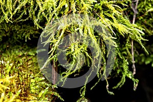 Macro of blooming moola, moss in a forest with many details