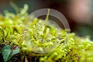 Macro of blooming moola, moss in a forest with many details photo