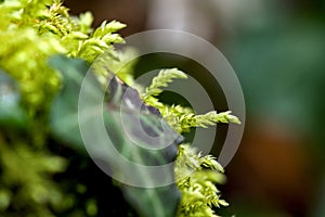 Macro of blooming moola, moss in a forest with many details photo