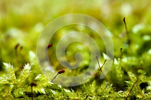 Macro of blooming moola, moss in a forest with many details photo