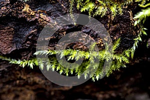 Macro of blooming moola, moss in a forest with many details photo