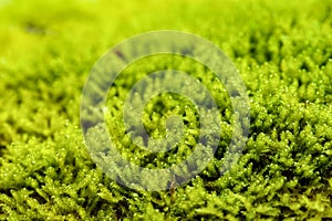 Macro of blooming moola, moss in a forest with many details photo