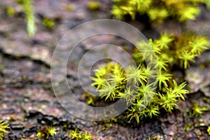 Macro of blooming moola, moss in a forest with many details photo