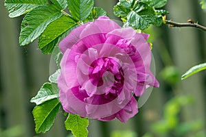 Macro of blooming  pink rose                                        pink