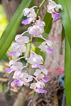 Macro blooming purple orchid flower with blur green natural background.