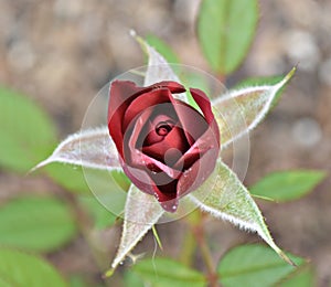 Macro blooming Rose close up