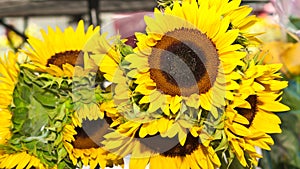 Macro of blooming sunflowers, at tropical farmers market