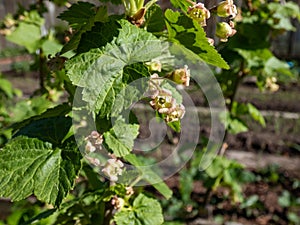 Macro of blooming yellow-green flowers of the blackcurrant (Ribes nigrum) on a branch of a blackcurrant plant