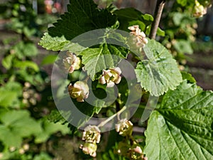 Macro of blooming yellow-green flowers of the blackcurrant Ribes nigrum on a branch of a blackcurrant plant in spring. Growing