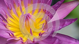 Macro of blossom purple lotus