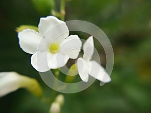 Macro, blossom white flowers of Duranta erecta or Golden dewdrop