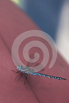 Macro blue beautiful dragonfly close-up