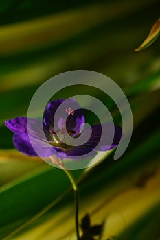 Macro of a blue blossom.