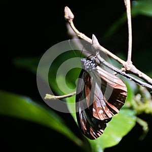 Macro of blue and brown butterfly in the rainforest of malaysia