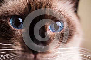 Macro of a blue cat eyes