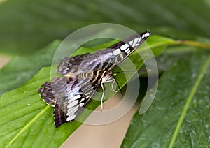 Macro Blue Clipper Butterfly