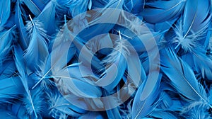 Macro blue feathers pattern