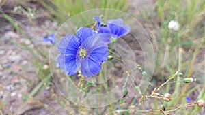 A Macro of a Blue Flax Flower