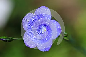 Makro z modrý ľan kvetina 