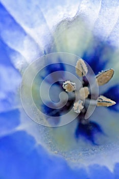 Macro of blue flower of apple-of-Peru, Nicandra physalodes