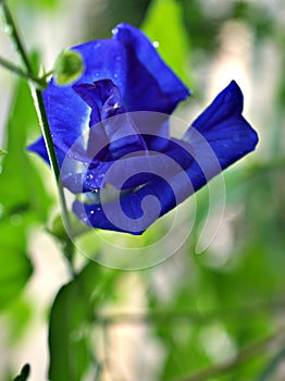 Macro Blue flower Asian pigeonwings Clitoria ternatea bluebellvine blue pea butterfly pea cordofan pea ,darwin pea ,tropical flowe