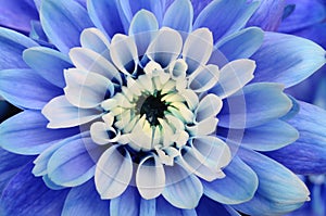 Macro of blue flower aster