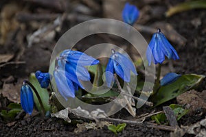 Macro Blue flower in the Way to Grigori Bardzrakash Monastery in Lori Armenia