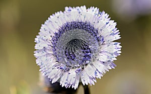 Flower of Globularia alypum. photo