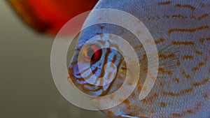 Macro of blue red discus fish with red eyes swimming in aquarium on blury bubbles background with other fishes , Colors