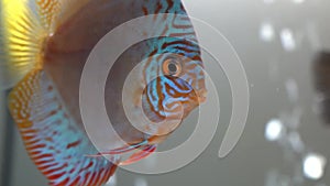 Macro of blue red pompadour discus fish in a freshwater aquarium on blury bubbles background seen in front and side