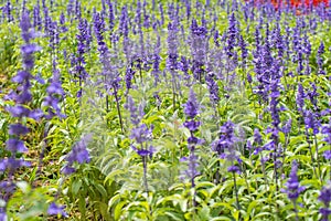 Macro of blue Salvia flower (blue sage);