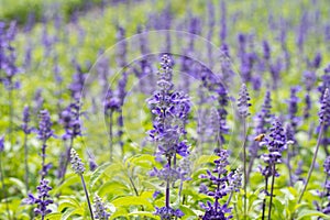 Macro of blue Salvia flower (blue sage)