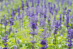 Macro of blue Salvia flower (blue sage) with bee