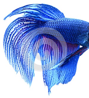 Macro of Blue Siamese fighting fish, Betta Splendens isolated on