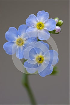 Macro of a blue yellow anagallis foemina