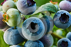 Macro Blueberry bush on sunset, organic ripe with succulent berries, just ready to pick