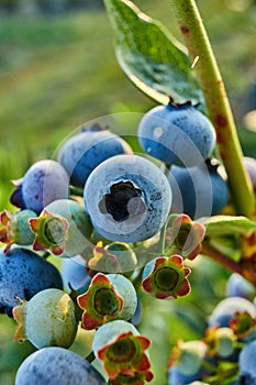 Macro Blueberry bush on sunset, organic ripe with succulent berries, just ready to pick