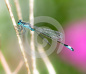 Bluetail damselfly on a twig